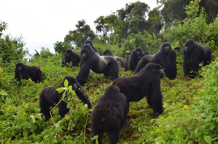 Mountain gorilla in Volcanoes National Park, Rwanda